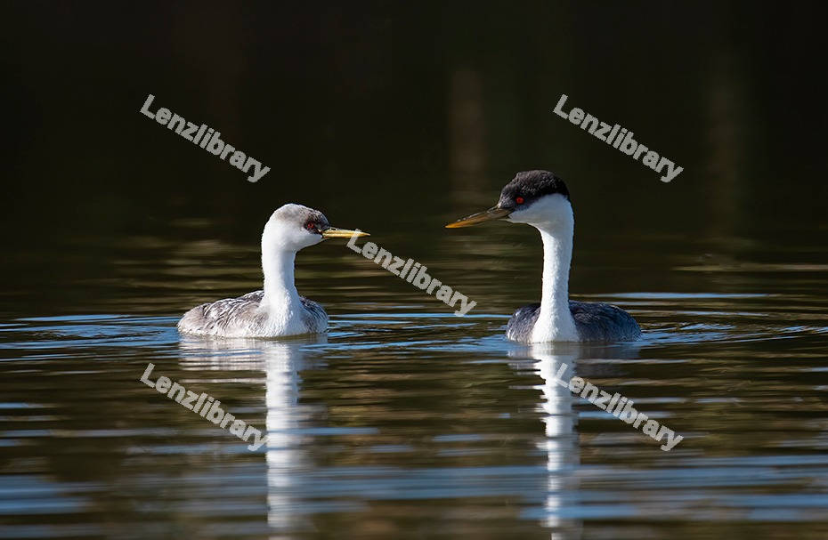 Western Grebes